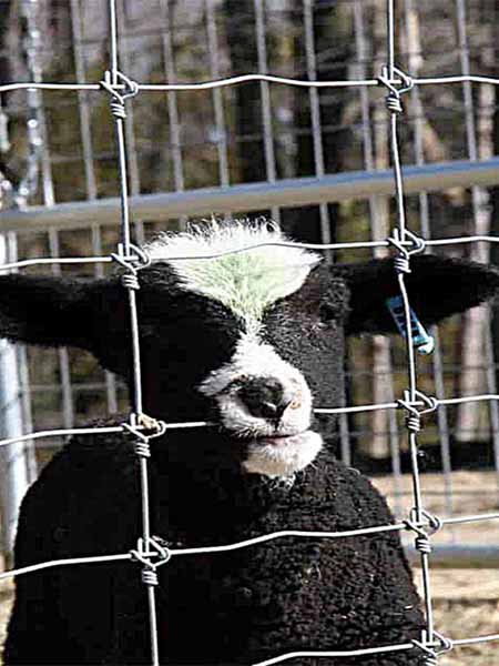 Chain link fence